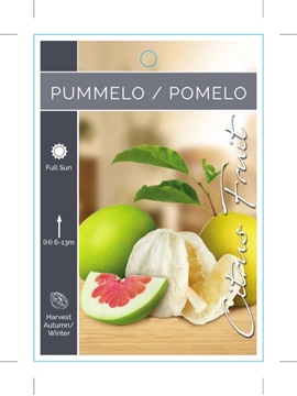 Picture of FRUIT CITRUS PUMMELO/POMELO                                                                                                                           