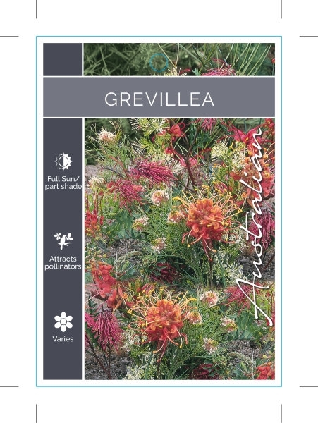 Picture of GREVILLEA (UNNAMED VARIETY)                                                                                                                           