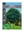 Picture of ROBINIA PSEUDOACACIA UMBRACULIFERA MOP TOP (Aust only) Jumbo Tag                                                                                      