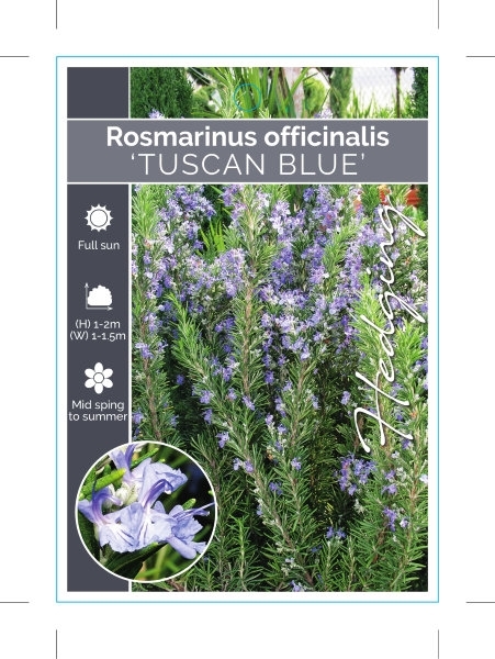 Picture of ROSMARINUS OFFICINALIS TUSCAN BLUE                                                                                                                    