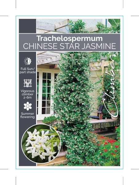 Picture of TRACHELOSPERMUM JASMINOIDES CHINESE STAR JASMINE                                                                                                      