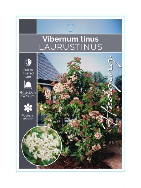 Picture of VIBURNUM TINUS LAURUSTINUS                                                                                                                            