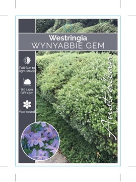 Picture of WESTRINGIA WYNYABBIE GEM                                                                                                                              