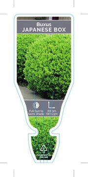 Picture of BUXUS MICROPHYLLA VAR JAPONICA JAPANESE BOX                                                                                                           