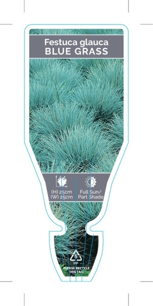 Picture of FESTUCA GLAUCA BLUE GRASS                                                                                                                             