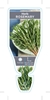 Picture of HERB ROSEMARY (Rosmarinus officinalis)                                                                                                                