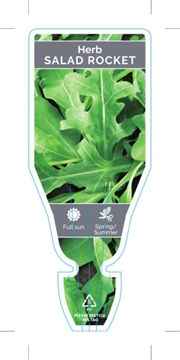 Picture of HERB SALAD ROCKET (Eruca vesicaria)                                                                                                                   