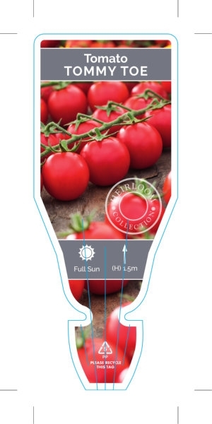 Picture of VEGETABLE TOMATO HEIRLOOM TOMMY TOE (Lycopersicon esculentum)                                                                                         