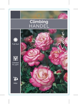 Picture of ROSE HANDEL CLIMBING                                                                                                                                  