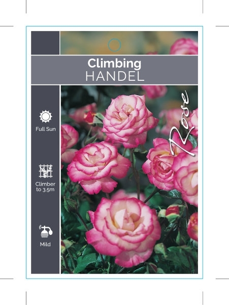 Picture of ROSE HANDEL CLIMBING                                                                                                                                  