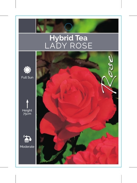 Picture of ROSE LADY ROSE (HT)                                                                                                                                   