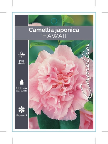 Picture of CAMELLIA HAWAII                                                                                                                                       