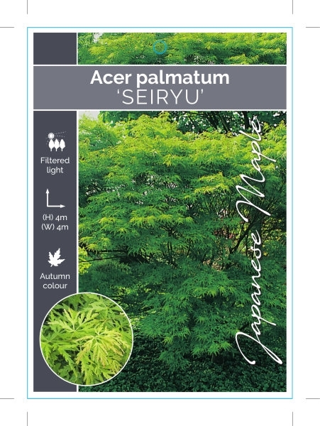 Picture of ACER PALMATUM SEIRYU Jumbo Tag                                                                                                                        