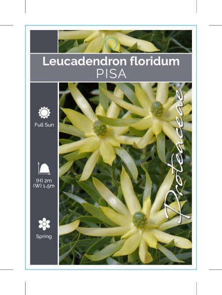 Picture of LEUCADENDRON FLORIDUM PISA                                                                                                                            