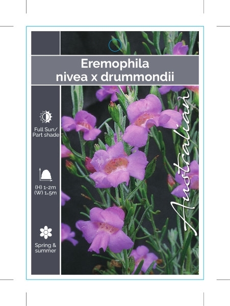 Picture of EREMOPHILA NIVEA X DRUMMONDII                                                                                                                         