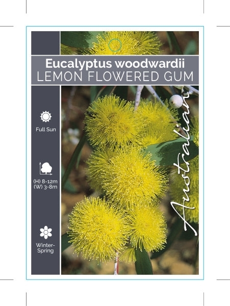 Picture of EUCALYPTUS WOODWARDII LEMON FLOWERED GUM                                                                                                              