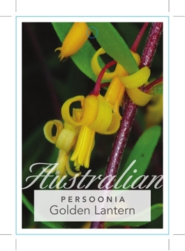 Picture of PERSOONIA GOLDEN LANTERN