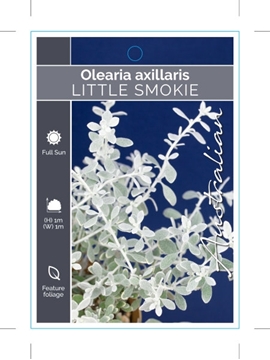 Picture of OLEARIA AXILLARIS LITTLE SMOKIE                                                                                                                       