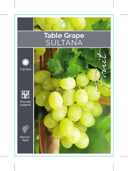 Picture of FRUIT GRAPE TABLE SULTANA                                                                                                                             