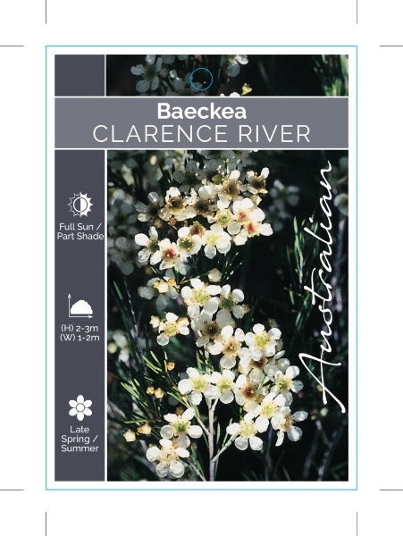 Picture of BAECKEA SP. CLARENCE RIVER WEEPING BAECKEA                                                                                                            