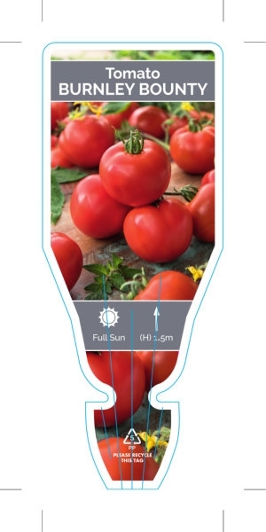 Picture of VEGETABLE TOMATO BURNLEY BOUNTY (Lycopersicon esculentum)                                                                                             