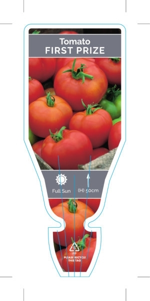 Picture of VEGETABLE TOMATO FIRST PRIZE (Lycopersicon esculentum)                                                                                                