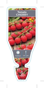 Picture of VEGETABLE TOMATO CHERRY (Lycopersicon esculentum)                                                                                                     