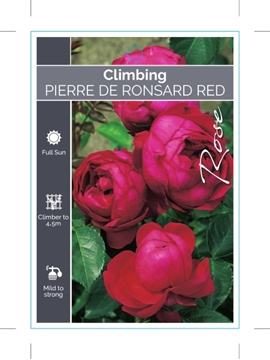 Picture of ROSE PIERRE DE RONSARD RED CLIMBING                                                                                                                   