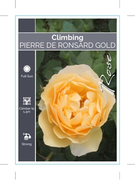 Picture of ROSE PIERRE DE RONSARD GOLD CLIMBING                                                                                                                  