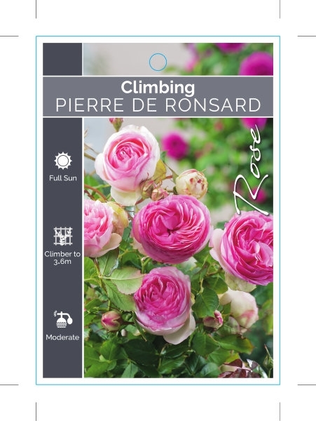 Picture of ROSE PIERRE DE RONSARD CLIMBING                                                                                                                       