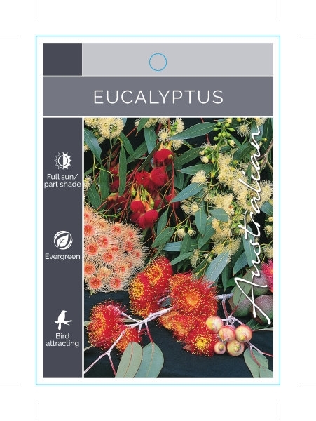 Picture of EUCALYPTUS - MIXED PICTURE (UNNAMED VARIETY)                                                                                                          