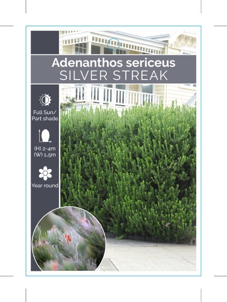 Picture of ADENANTHOS SILVER STREAK                                                                                                                              