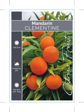 Picture of FRUIT CITRUS MANDARIN CLEMENTINE                                                                                                                      