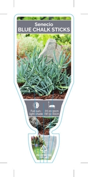 Picture of SUCCULENT SENECIO BLUE CHALK STICKS                                                                                                                   