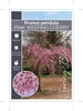 Picture of PRUNUS PENDULA ROSEA PINK WEEPING CHERRY