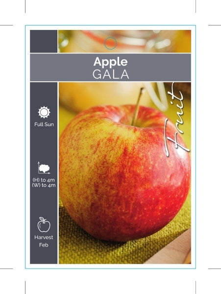 Picture of FRUIT APPLE GALA                                                                                                                                      