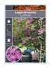 Picture of LAGERSTROEMIA LIPAN Jumbo Tag                                                                                                                         