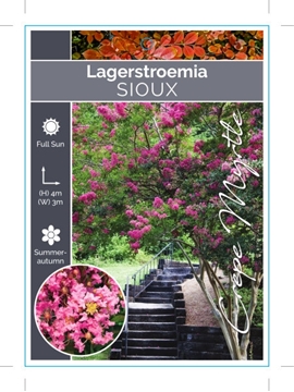 Picture of **LAGERSTROEMIA SIOUX Jumbo Tag                                                                                                                       