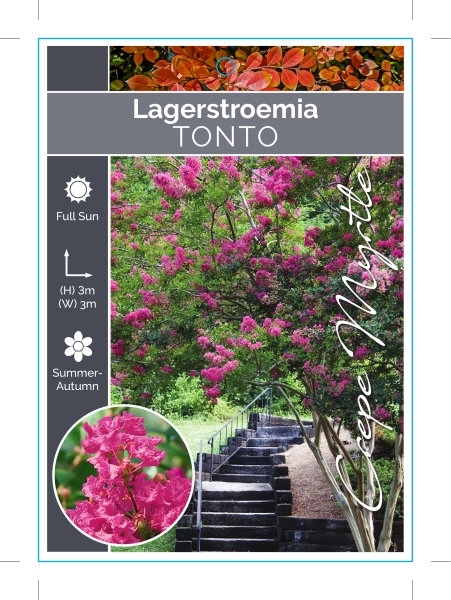 Picture of LAGERSTROEMIA TONTO Jumbo Tag                                                                                                                         