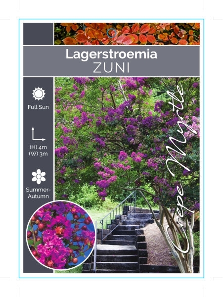 Picture of LAGERSTROEMIA ZUNI Jumbo Tag                                                                                                                          