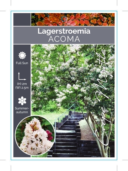 Picture of LAGERSTROEMIA ACOMA Jumbo Tag                                                                                                                         