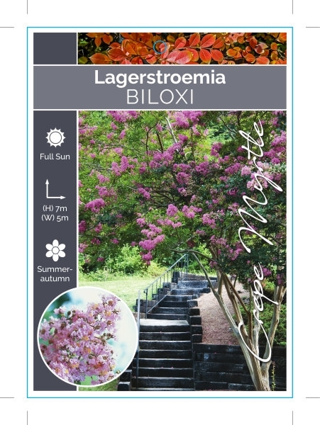 Picture of LAGERSTROEMIA BILOXI Jumbo Tag                                                                                                                        