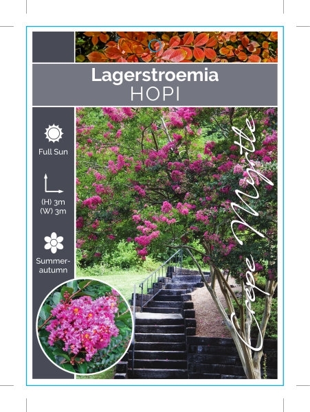 Picture of LAGERSTROEMIA HOPI Jumbo Tag                                                                                                                          