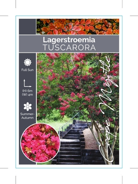 Picture of LAGERSTROEMIA TUSCARORA