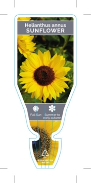 Picture of HELIANTHUS ANNUUS SUNFLOWER                                                                                                                           