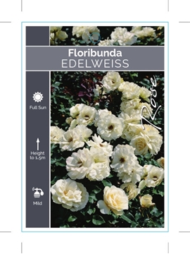 Picture of ROSE EDELWEISS (FL)                                                                                                                                   