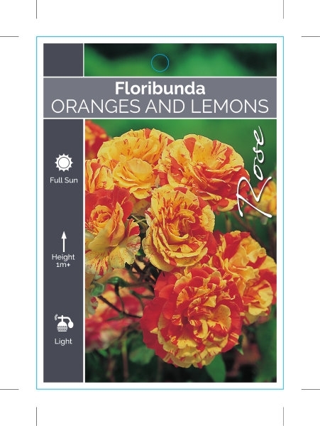 Picture of ROSE ORANGES AND LEMONS (FL)                                                                                                                          