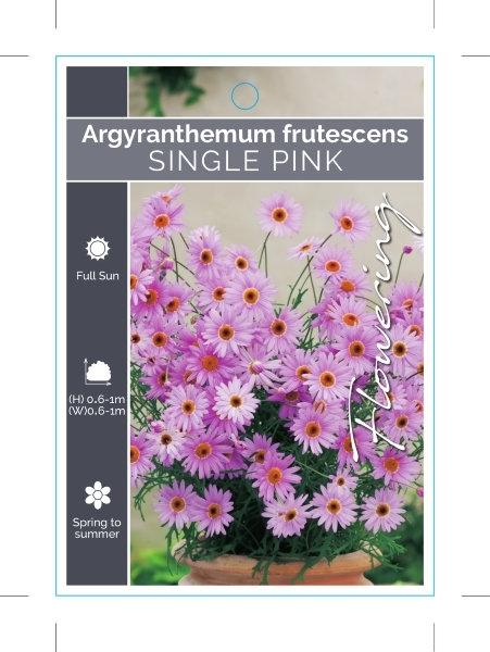 Picture of ARGYRANTHEMUM FRUTESCENS SINGLE PINK                                                                                                                  