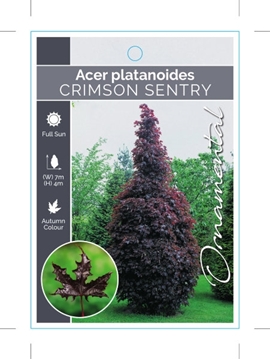 Picture of ACER PLATANOIDES CRIMSON SENTRY