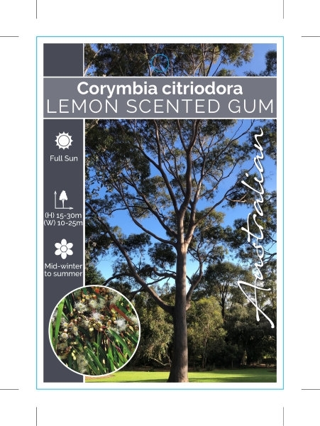 Picture of CORYMBIA CITRIODORA LEMON SCENTED GUM                                                                                                                 